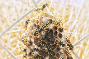Eco-Lifestyle-Wespen-sind-wichtig-nützlich-wie-Bienen-Wabe