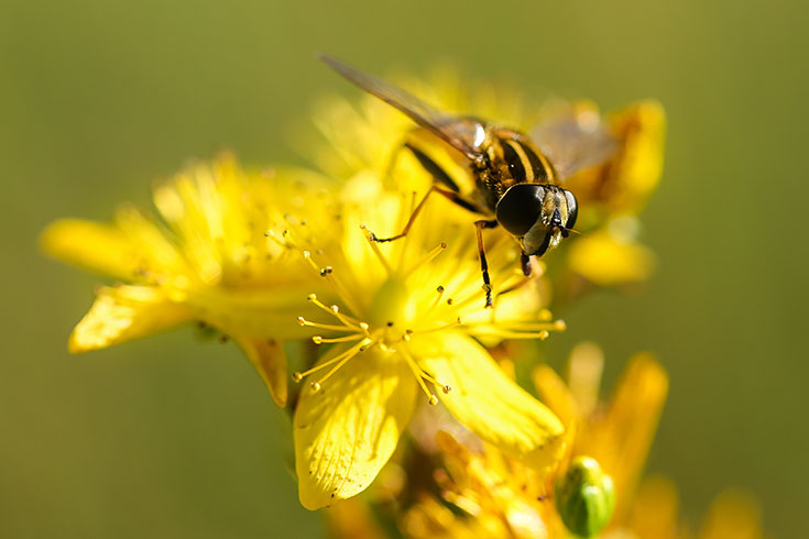Eco-Lifestyle-Wespen-sind-wichtig-nützlich-wie-Bienen