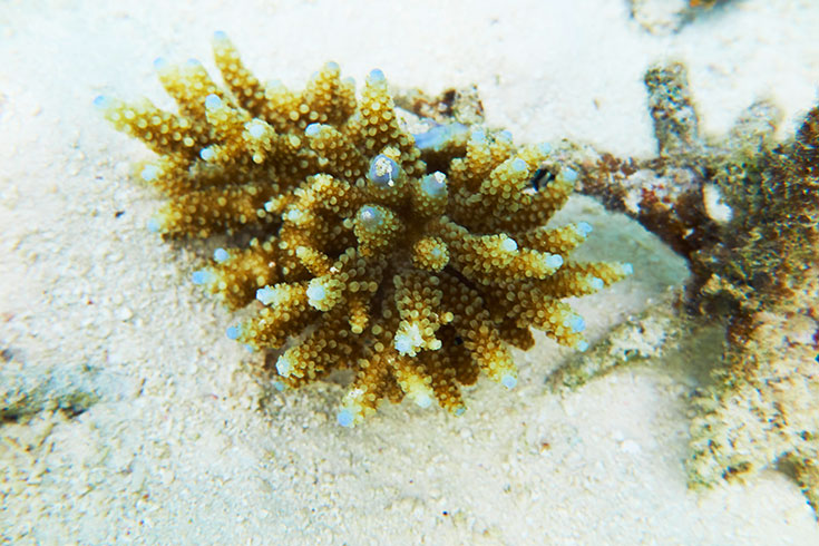 Korallensterben auf den Malediven – Wie kann man die Korallen noch retten? Bedrohte Riffe durch Klimawandel und Korallenbleiche. Tote Korallen, Korallenaufforstung. Korallenfreundliche Sonnencreme benutzen: reef save, coral friendly