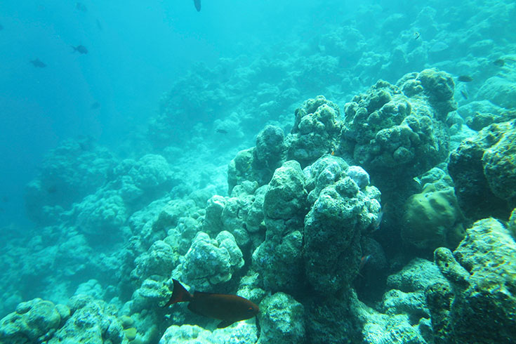 Korallensterben auf den Malediven – Wie kann man die Korallen noch retten? Bedrohte Riffe durch Klimawandel und Korallenbleiche. Tote Korallen, Korallenaufforstung. Korallenfreundliche Sonnencreme benutzen: reef save, coral friendly