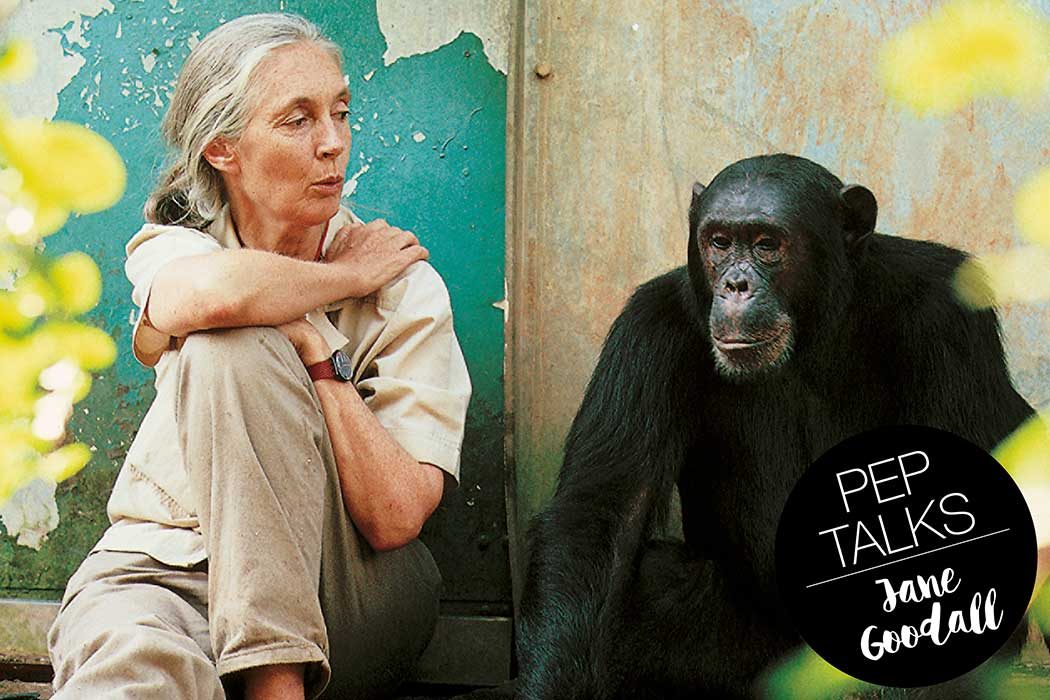 Reasons for Hope – ein Interview mit Primatenforscherin Jane Goodall 