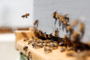 Rettet die Bienen – Sticht die Honigbiene die Wildbiene aus?
