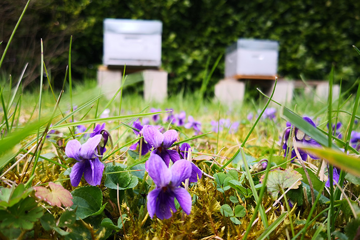 Rettet die Bienen – Sticht die Honigbiene die Wildbiene aus?