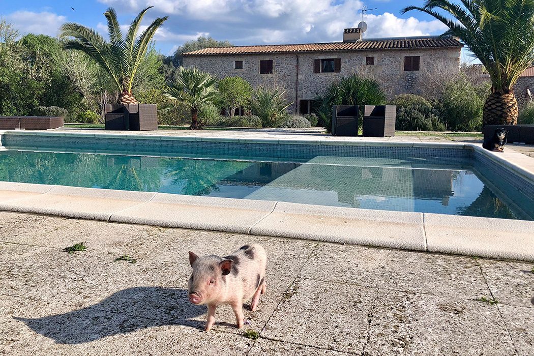 Villa Vegana – Das vegane Paradies auf Mallorca: Hotel und Restaurant, Pool, Schwein, Ferkel