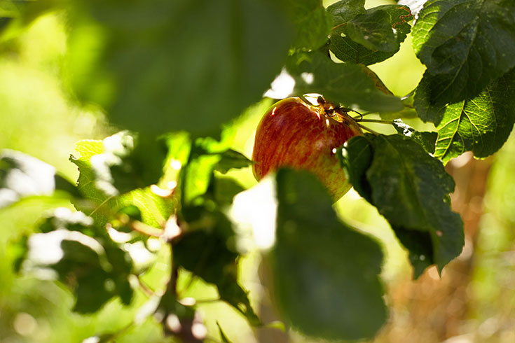 Voelkel Bio Säfte – warum Streuobstwiesen, Saatgut und alte Apfelsorten Kulturgut sind