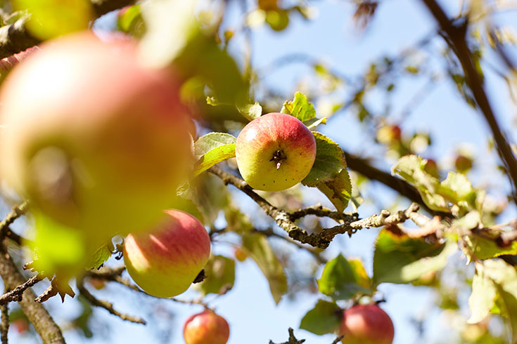 Voelkel Bio Säfte – warum Streuobstwiesen, Saatgut und alte Apfelsorten Kulturgut sind