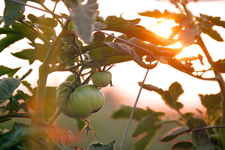 Eco-Lifestyle-Tomatenretter-Alte-Tomaten-Sorten-retten-Saatgut-Sortenvielfalt-kein-Monsanto