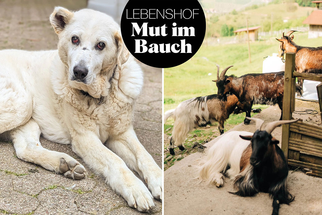 Lebenshof Mut im Bauch – Ein sicheres neues Zuhause für gerettete Tiere: Schweine, Hunde, Ziegen. Vegane Gastwirtschaft mit veganen Gerichten. Wandern am Mühlenweg im Schwarzwald