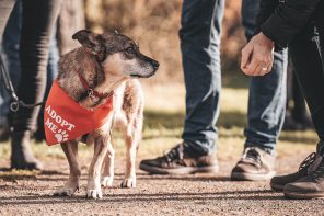 Bark Date – Den passenden Hund aus dem Tierschutz finden. Hunde aus dem Tierschutz oder Tierheimen suchen ein neues Zuhause. Beim Bark Date in eurer Stadt könnt ihr Tierschutzhunde live kennenlernen.