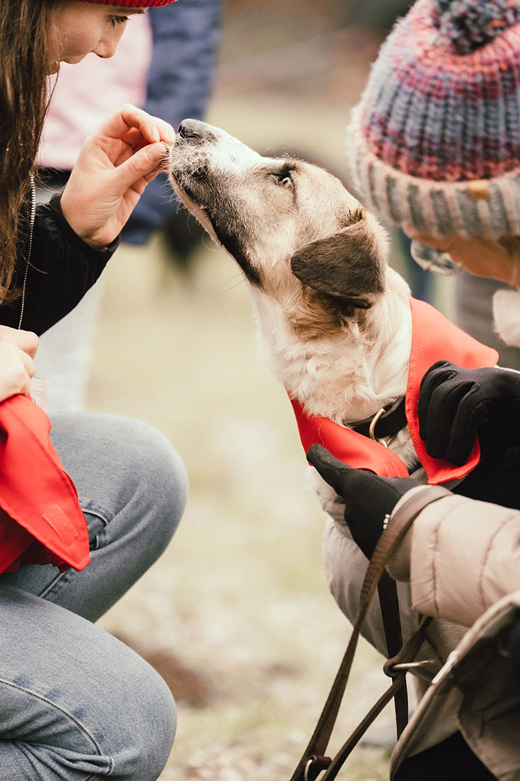 Bark Date – Den passenden Hund aus dem Tierschutz finden. Hunde aus dem Tierschutz oder Tierheimen suchen ein neues Zuhause. Beim Bark Date in eurer Stadt könnt ihr Tierschutzhunde live kennenlernen.