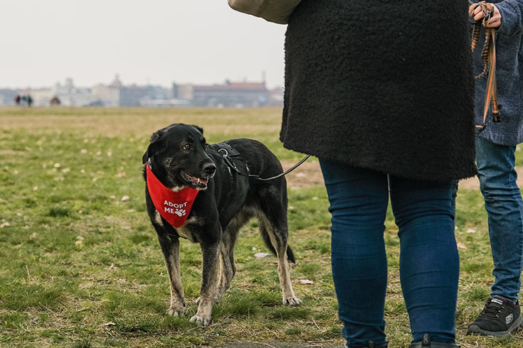 Bark Date – Den passenden Hund aus dem Tierschutz finden. Hunde aus dem Tierschutz oder Tierheimen suchen ein neues Zuhause. Beim Bark Date in Berlin könnt ihr Tierschutzhunde live kennenlernen.