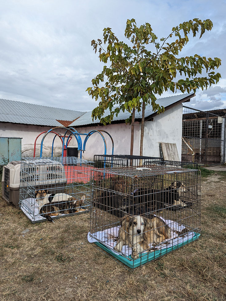 Nachhaltiger Tierschutz in Rumänien – Warum Kastrationen von Hunden so wichtig sind. Vermehrung von Straßenhunden stoppen. Tierschutzvereine organisieren Kastrationsaktionen in Osteuropa. Die einzige Methode zur nachhaltigen Eindämmung der Populationen ist die flächendeckende Kastration nach dem Prinzip Fangen, Kastrieren, Freilassen.