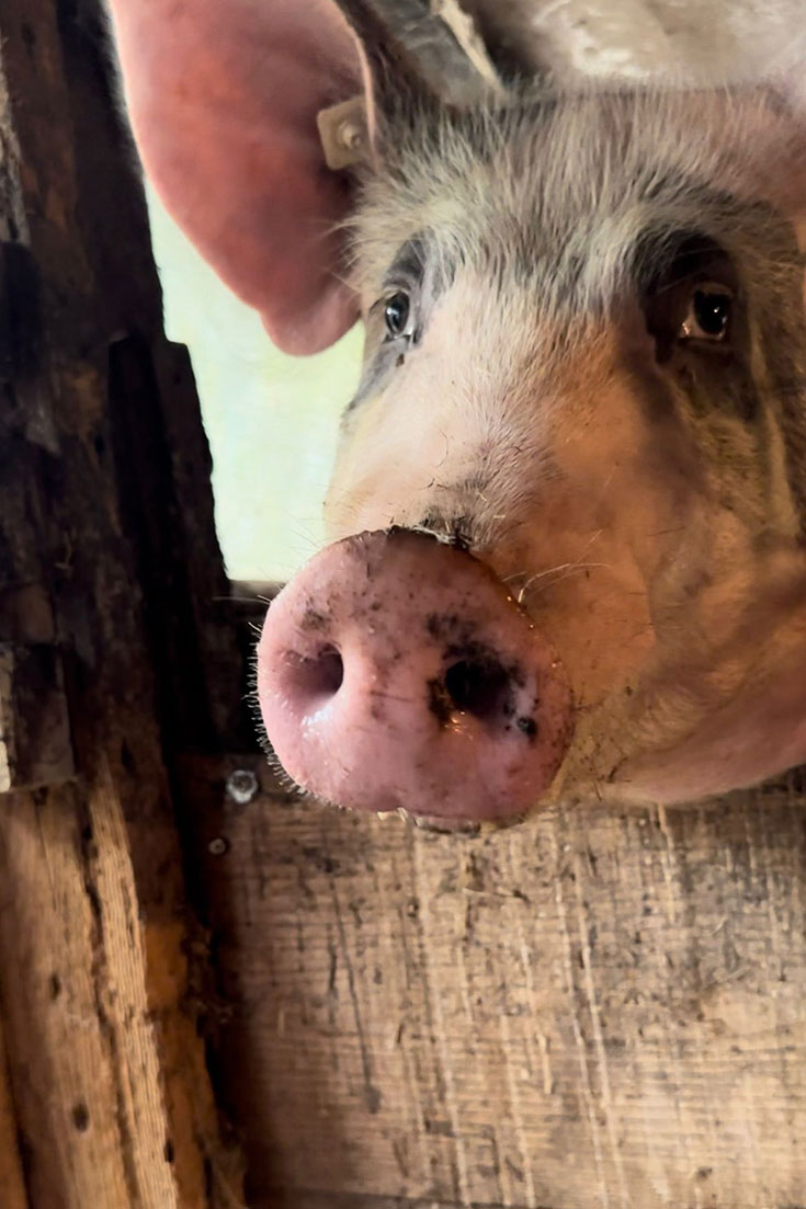 Lebenshof Mut im Bauch – Ein sicheres neues Zuhause für gerettete Tiere: Schweine, Hunde, Ziegen. Vegane Gastwirtschaft mit veganen Gerichten. Wandern am Mühlenweg im Schwarzwald