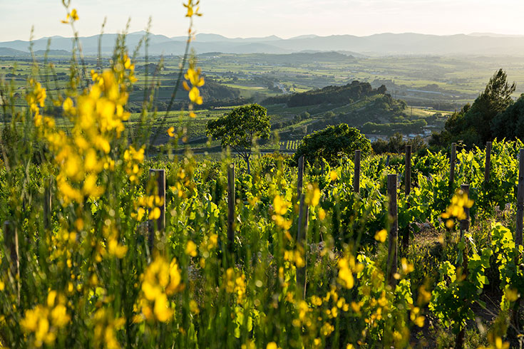  Delinat Bio Wein – Alles was du über nachhaltigen Weingenuss wissen mußt: Weinberg