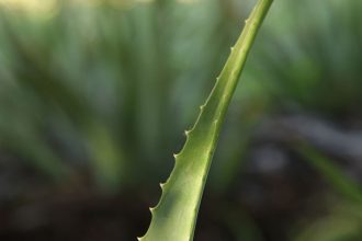Wunderpflanze Aloe Vera – unser Naturkosmetik Tipp für den Sommer: Aloe Vera Saft, Aleo Vera Gel