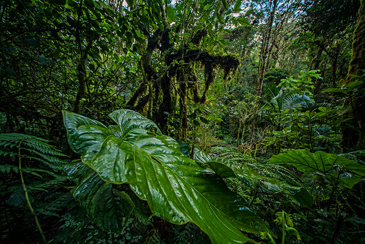 5 gute Gründe in den Wald zu investieren. Regenwald-Anteile als soziale & nachhaltige Geldanlage: Investieren, Geld verdienen & das Klima schützen.