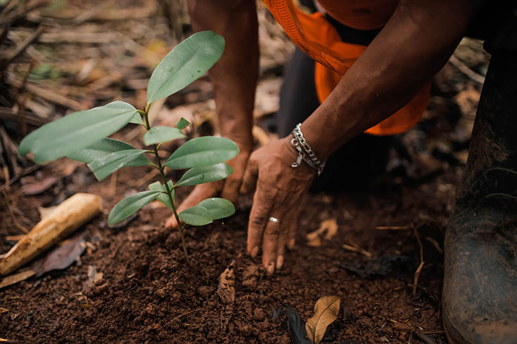 The Generation Forest – 5 gute Gründe in den Wald zu investieren. Regenwald-Anteile von The Generation Forest als soziale & nachhaltige Geldanlage: Investieren, Geld verdienen & das Klima schützen.