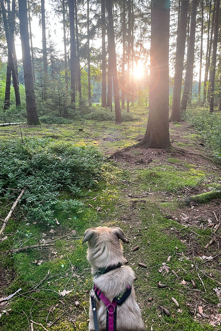 Zurück zur Natur – Eine entspannte Auszeit bei Wildwood Camping. Nachhaltiges Camping auf einem Naturcampingplatz in der Lüneburger Heide, im Harz, auf Rügen oder der Uckermark. Ecocamping zertifiziert. Hier kommt unser Erfahrungebericht